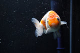 Ranchu  Sakura 3 Inch (ID#1008R5c-75) Free2Day SHIPPING