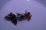 Butterfly  Calico 3.5 Inch (ID#228B8b-45) Free2Day SHIPPING