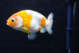 Ranchu  Sakura 3 Inch (ID#1008R5c-75) Free2Day SHIPPING