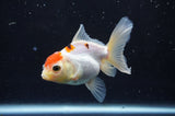 Juvenile Thai Oranda  Red White 4 Inch (ID#404T13b-59) Free2Day SHIPPING