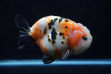 Jumbo Milk Cow Ranchu  Calico 5 Inch (ID#1220R9a-98)