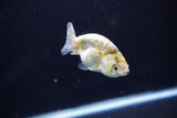 Baby Ranchu  Calico 3 Inch (ID#1108R9c-44) Free2Day SHIPPING