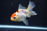 Juvenile Thai Oranda  Red White 4 Inch (ID#404T13b-59) Free2Day SHIPPING