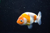 Ranchu  Sakura 3 Inch (ID#1008R5c-75) Free2Day SHIPPING