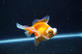 Butterfly  Red White 3.5 Inch (ID#228B8b-46) Free2Day SHIPPING