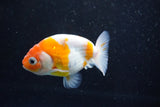 Ranchu  Sakura 3 Inch (ID#1008R5c-75) Free2Day SHIPPING