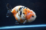 Jumbo Milk Cow Ranchu  Calico 5 Inch (ID#1220R9a-98)