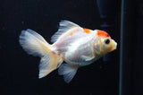 Juvenile Thai Oranda  Red White 4 Inch (ID#404T13b-59) Free2Day SHIPPING