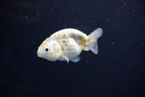 Baby Ranchu  Calico 3 Inch (ID#1108R9c-44) Free2Day SHIPPING