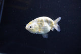 Baby Ranchu  Calico 3 Inch (ID#1108R9c-44) Free2Day SHIPPING