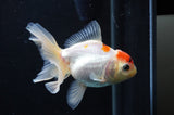 Juvenile Thai Oranda  Red White 4 Inch (ID#404T13b-59) Free2Day SHIPPING