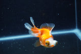 Butterfly  Red White 3.5 Inch (ID#228B8b-46) Free2Day SHIPPING