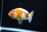 Ranchu  Sakura 3 Inch (ID#1008R5c-75) Free2Day SHIPPING