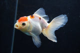 Juvenile Thai Oranda  Red White 4 Inch (ID#404T13b-59) Free2Day SHIPPING