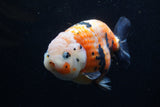 Jumbo Milk Cow Ranchu  Calico 5 Inch (ID#1220R9a-98)