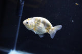 Baby Ranchu  Calico 3 Inch (ID#1108R9c-44) Free2Day SHIPPING