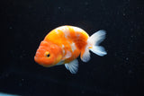 Ranchu  Sakura 3.5 Inch (ID#1008R5c-76) Free2Day SHIPPING