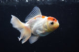 Juvenile Thai Oranda  Red White 4 Inch (ID#404T13b-59) Free2Day SHIPPING