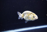 Baby Ranchu  Calico 3 Inch (ID#1108R9c-44) Free2Day SHIPPING