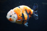 Jumbo Milk Cow Ranchu  Calico 5 Inch (ID#1220R9a-98)