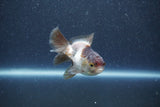 Baby Thai Oranda  Panda 3 Inch (ID#1015ToPTA-37) Free2Day SHIPPING