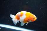 Ranchu  Sakura 3.5 Inch (ID#1008R5c-76) Free2Day SHIPPING