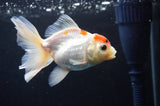 Juvenile Thai Oranda  Red White 4 Inch (ID#404T13b-59) Free2Day SHIPPING