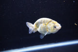 Baby Ranchu  Calico 3 Inch (ID#1108R9c-44) Free2Day SHIPPING