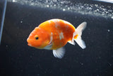 Ranchu  Sakura 3.5 Inch (ID#1008R5c-76) Free2Day SHIPPING