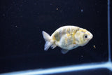 Baby Ranchu  Calico 3 Inch (ID#1108R9c-44) Free2Day SHIPPING