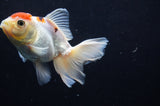 Juvenile Thai Oranda  Red White 4 Inch (ID#404T13b-59) Free2Day SHIPPING
