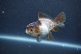 Baby Thai Oranda  Panda 3 Inch (ID#1015ToPTA-37) Free2Day SHIPPING