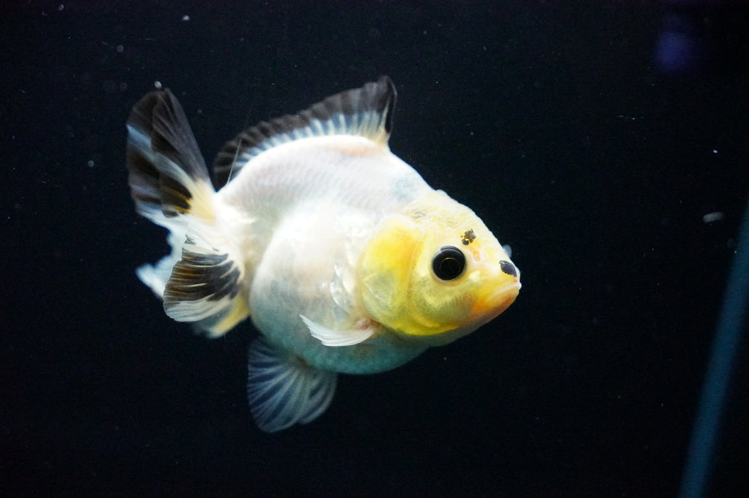 Juvenile Thai Oranda  Panda 3 Inch (ID#1125T10b-10) Free2Day SHIPPING