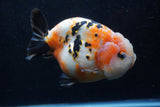 Jumbo Milk Cow Ranchu  Calico 5 Inch (ID#1220R9a-98)