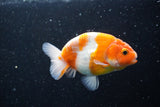 Ranchu  Sakura 3.5 Inch (ID#1008R5c-76) Free2Day SHIPPING