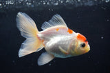 Juvenile Thai Oranda  Red White 4 Inch (ID#404T13b-59) Free2Day SHIPPING