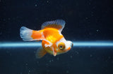 Butterfly  Red White 3.5 Inch (ID#228B8b-46) Free2Day SHIPPING