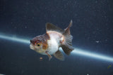 Baby Thai Oranda  Panda 3 Inch (ID#1015ToPTA-37) Free2Day SHIPPING