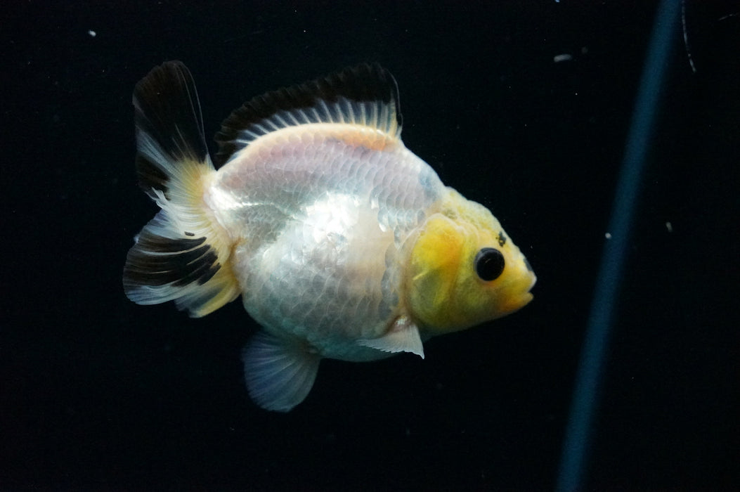 Juvenile Thai Oranda  Panda 3 Inch (ID#1125T10b-10) Free2Day SHIPPING