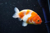 Ranchu  Sakura 3.5 Inch (ID#1008R5c-76) Free2Day SHIPPING