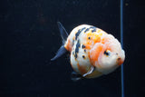 Jumbo Milk Cow Ranchu  Calico 5 Inch (ID#1220R9a-98)