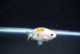 Baby Ranchu  Calico 2.5 Inch (ID#1112R9c-34) Free2Day SHIPPING