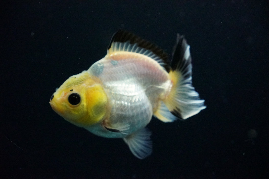 Juvenile Thai Oranda  Panda 3 Inch (ID#1125T10b-10) Free2Day SHIPPING