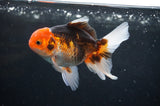 Juvenile Thai Oranda  Tricolor 4 Inch (ID#404T13b-60) Free2Day SHIPPING