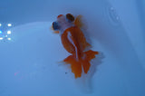 Butterfly  Red White 3.5 Inch (ID#228B8b-46) Free2Day SHIPPING