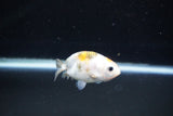 Baby Ranchu  Calico 2.5 Inch (ID#1112R9c-34) Free2Day SHIPPING