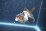 Baby Thai Oranda  Panda 3 Inch (ID#1015ToPTA-37) Free2Day SHIPPING