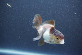 Baby Thai Oranda  Panda 3 Inch (ID#1015ToPTA-37) Free2Day SHIPPING