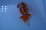 Butterfly  Red White 3.5 Inch (ID#228B8b-46) Free2Day SHIPPING