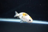 Baby Ranchu  Calico 2.5 Inch (ID#1112R9c-34) Free2Day SHIPPING